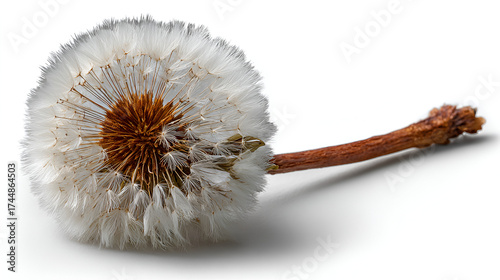 This is a brilliant natural design for seed dispersal, allowing the wind to carry the seeds over long distances to find new places to grow