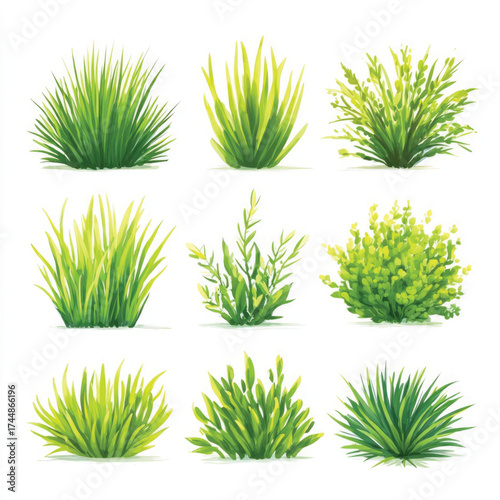Set of grass illustrations on a white background