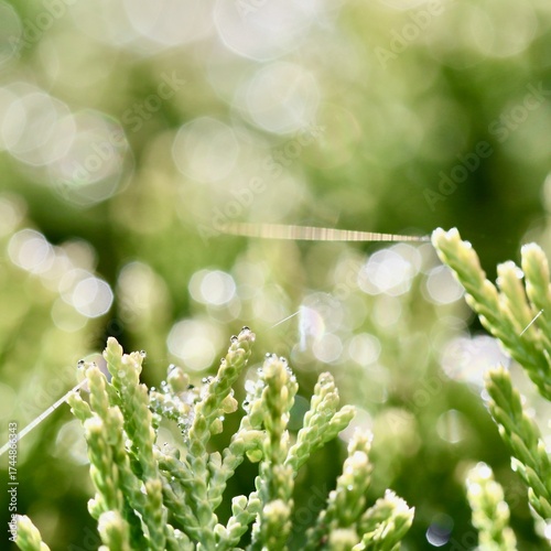 A stunning macro of evergreen foliage Thuja or Cypress with tiny dew drops and a single spider silk strand, set against shimmering sunlight bokeh for a fresh, vibrant feel.