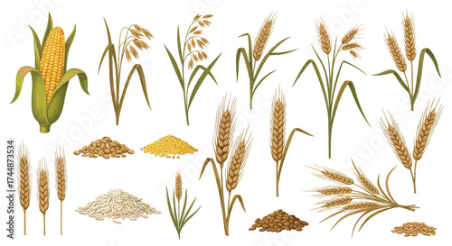 Collection of various grains and cereal plants.