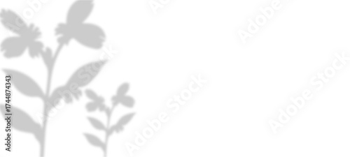 white flowers on black background