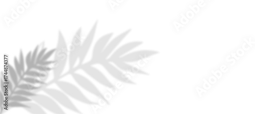 feather isolated on white