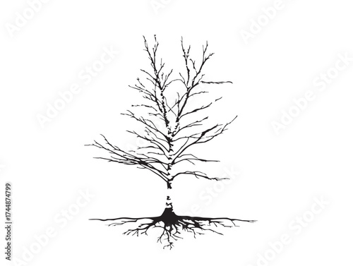 Minimalist Birch Tree With Fine Root System Silhouette Design