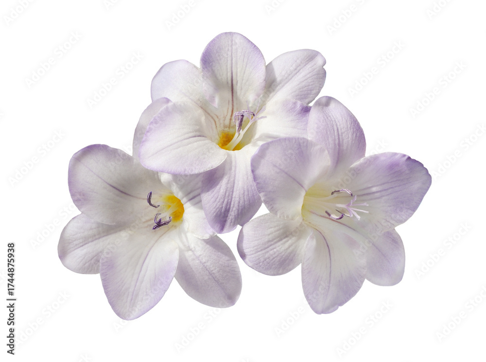 Obraz premium Three purple freesia flowers isolated on white or transparent background