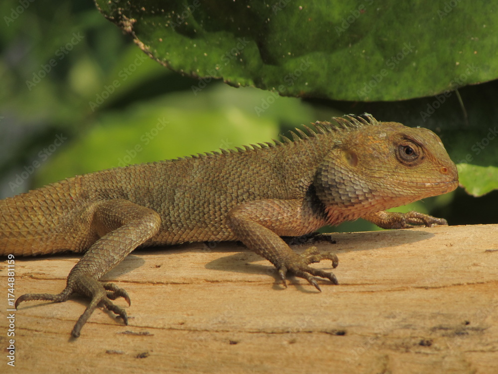 Fototapeta premium iguana on the rock