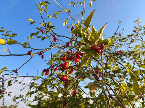 Rosehip berries on branch with green leaves against blue sky