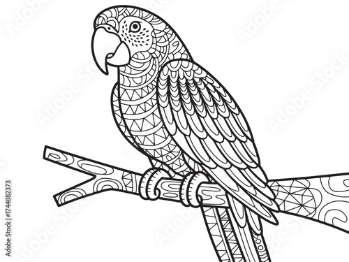 Detailed parrot illustration isolated on white background for coloring book