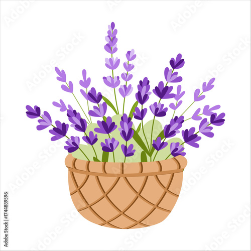 Flat vector illustration of a wicker basket filled with lavender flowers on a white background. Provence-style design for packaging, posters, prints, cosmetics branding, spa, botanical decoration.

