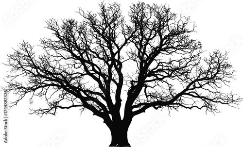 Tree silhouette vector illustration, leafless winter tree with branches, nature icon design, cad drawing flat vector illustration, minimal black artwork