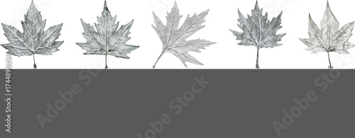 Sycamore tree leaf hand drawn, black and white lead pencil drawing collage