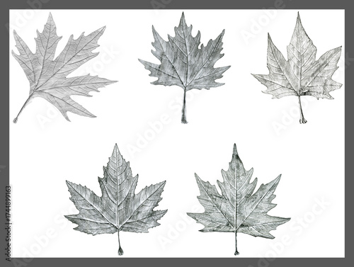 Sycamore tree leaf hand drawn, black and white lead pencil drawing collage