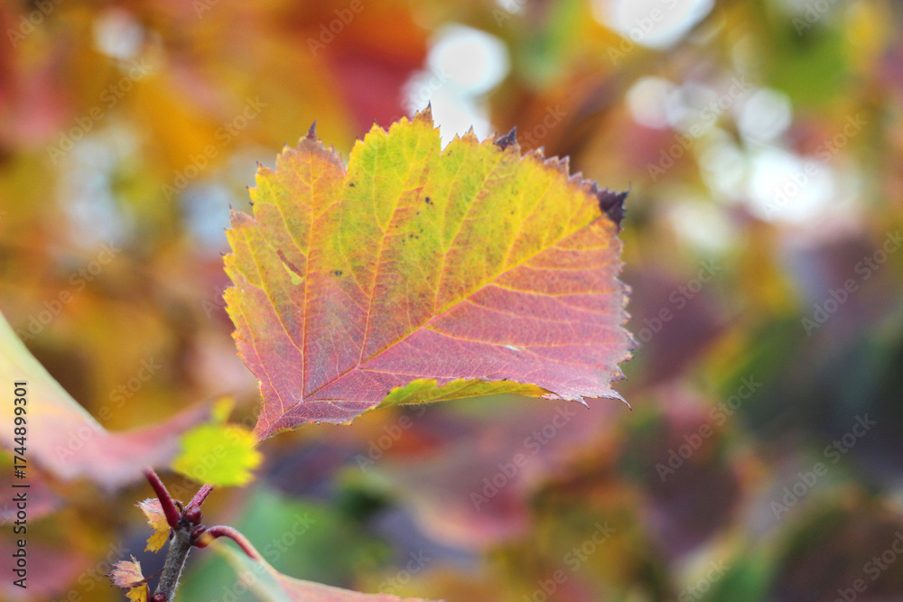 Obraz premium Autumn red and yellow leaf on a tree branch