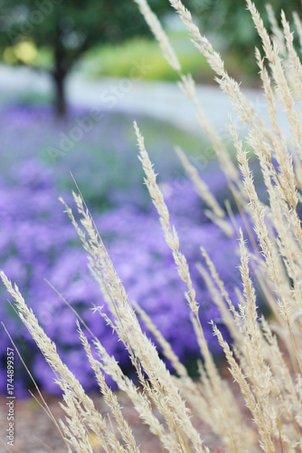 Fluffy, tender grass grows in the park in autumn.