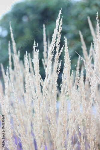 Fluffy, tender grass grows in the park in autumn.