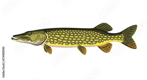 Northern pike is a predatory freshwater fish found in temperate regions.