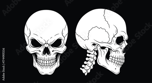 Two detailed sketches of a human skull in front and side profile views against a black background.
