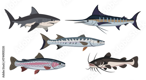 A diverse collection of popular fish species swimming in the ocean.