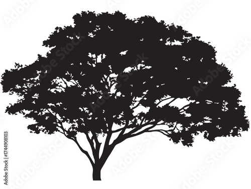 Shade Tree With Full Canopy Isolated For Park Or Garden Themes