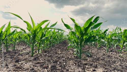 Canvas Print Organic corn plantation, Agricultural productivity, Healthy crops in sunlight, N