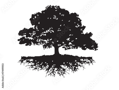 Beautiful Hillside Tree With Exposed Root System