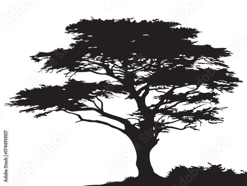 Elegant Isolated Cypress Tree On A Plain Background