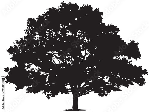 Beautiful Lone Maple Tree With Distinctive Leaves