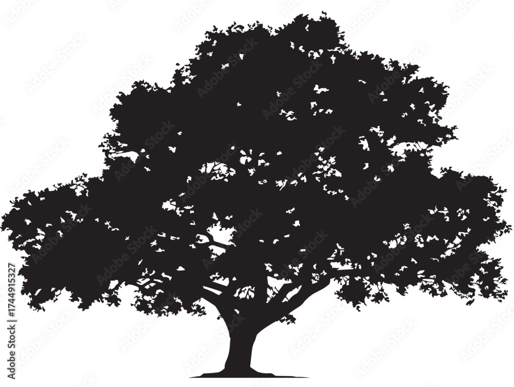 Fototapeta premium Elegant Isolated Elm Tree With Spreading Branches