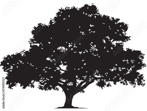Elegant Isolated Elm Tree With Spreading Branches