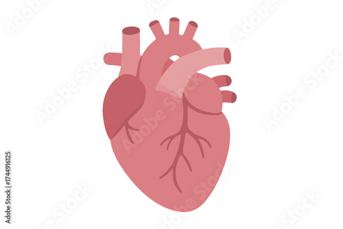 Illustrated human heart anatomy simple cutout with arteries and veins