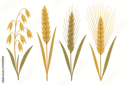 Variety of cereal crops illustration: oats, wheat, barley, rye on white background