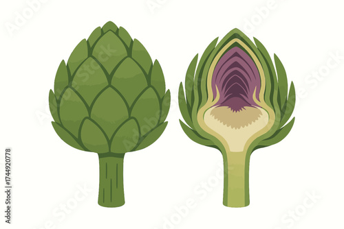 Artichoke illustration: whole and cross-section view showing inner details