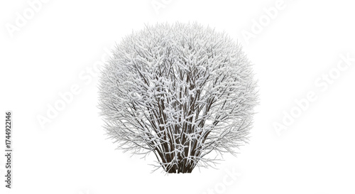 Isolated snow-covered shrub in winter, dormant plant with bare branches in wintry setting