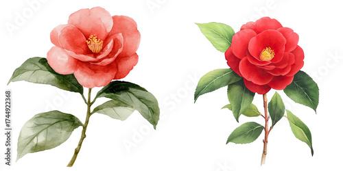 Beautiful Camellia Flowers with Vibrant Colors and Green Leaves isolated on transparent background.