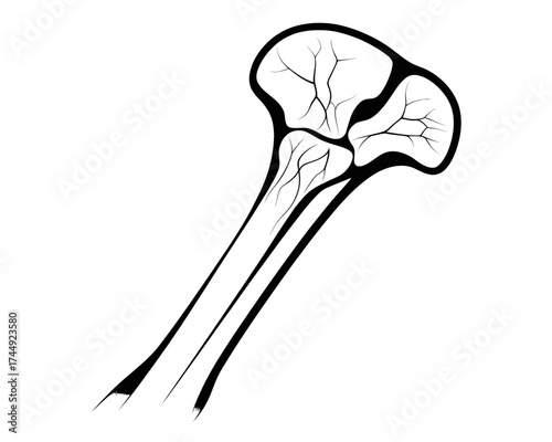 Stylized black and white illustration of a club like shape with vein like structures inside the head | editable eps vectors silhouette