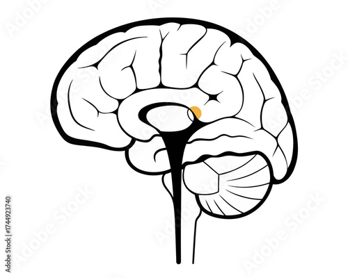 Illustration of a human brain with visible structures and a highlighted area indicating a specific region | editable eps vectors silhouette