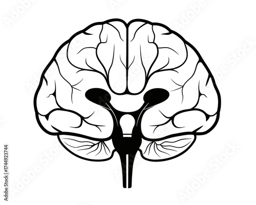 Anatomical brain illustration showing cerebrum cerebellum and brainstem in black and white detailed view | editable eps vectors silhouette