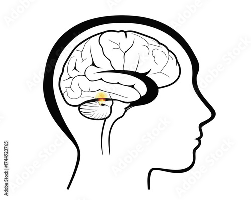 Outline of a human head with a brain inside and a highlighted area in the cerebellum region shown | editable eps vectors silhouette
