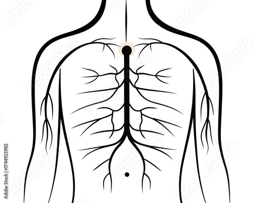 Illustration of a human body with a neural network shown on the back and upper body area view | editable eps vectors silhouette