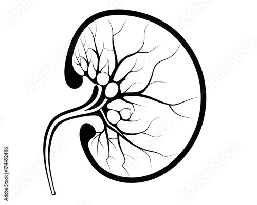 Illustration of a kidney with visible internal structures and a prominent ureter in black and white | editable eps vectors silhouette