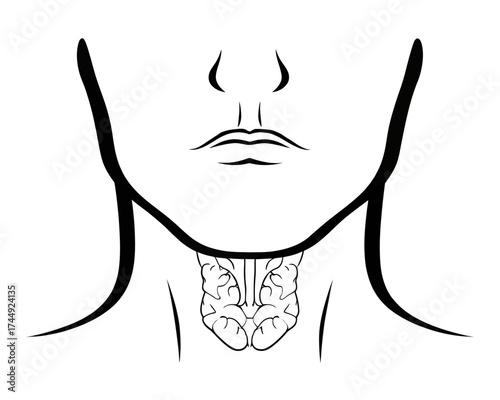 Illustration of a human face and neck showing the location of the thyroid gland in black and white art | editable eps vectors silhouette