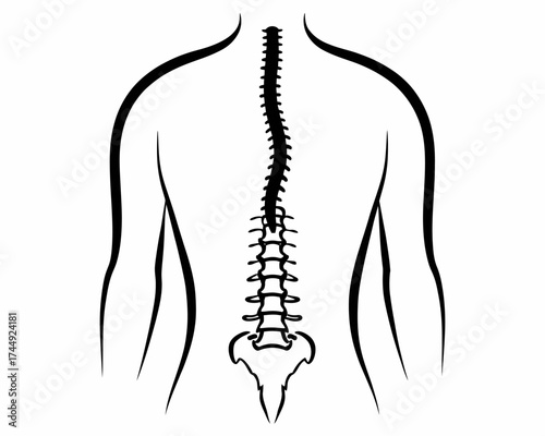 Human back anatomy illustration featuring the spine vertebrae and shoulder blades in black and white style | editable eps vectors silhouette