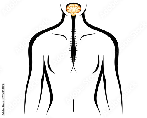 Stylized depiction of a body with visible brain and spinal cord held together by sutures running down back | editable eps vectors silhouette