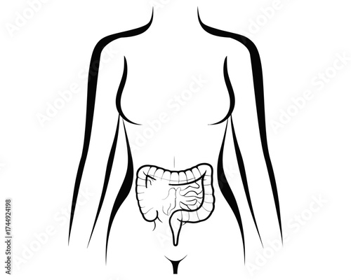 Illustration of a woman's torso with digestive system shown in black and white anatomical drawing style | editable eps vectors silhouette