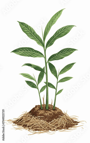 Segmented Rhizome galangal tree isolated watercolor vector illustration svg