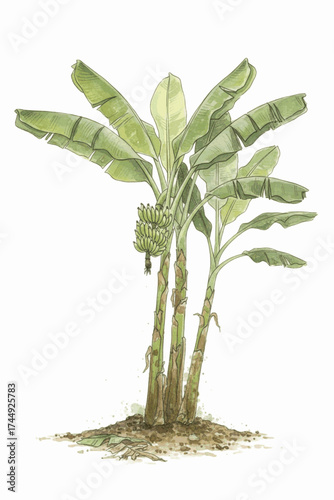 Broad Leaves banana tree isolated watercolor vector illustration svg