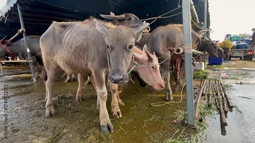Close up of Asian water buffalos at Market or Farm, cow and calf.