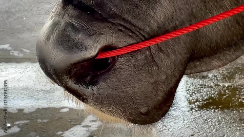 Close up of Asian water buffalos at Market or Farm, close up of a nose’s water buffalo.