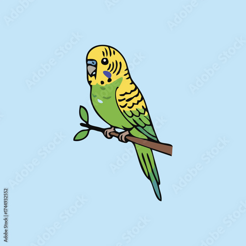 Australian endemic animals Budgerigar vector illustration