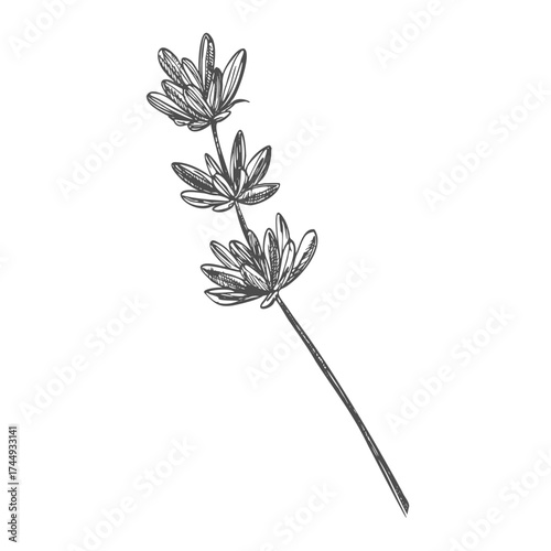 Lavender flower. Floral botanical flower. Isolated illustration element. Vector hand drawing wildflower for background, texture, wrapper pattern, frame or border.