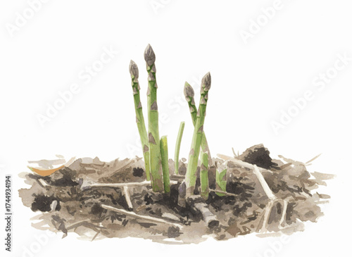 Spring Stalks asparagus isolated watercolor vector illustration svg